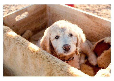 Service dog goldendoodle