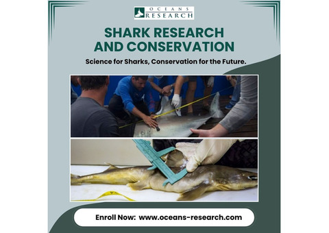 Shark Research And Conservation