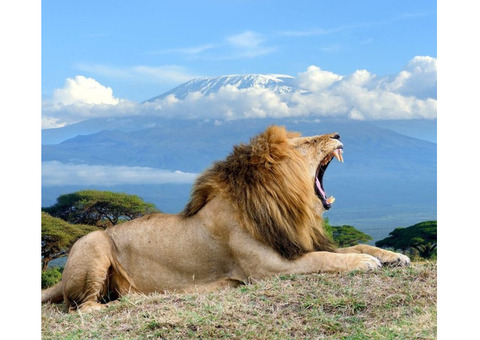 Safari Trips in Kenya: Explore Wildlife, Breathtaking Landscapes