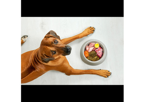 Human-Grade Dog Food: A Perfect Food