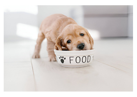 Can Homemade Dog Food Prevent Puppy Health Issues?