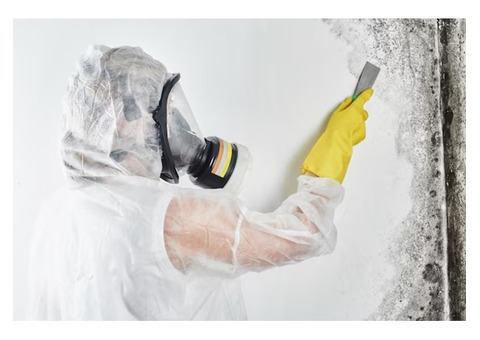 Reliable Mold Removal Services for Homes & Offices