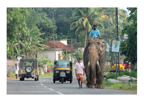 Thekkady travel guide - Explore Kerala's Wildlife & Beauty