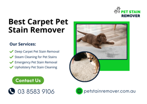 Upholstery Pet Stain Cleaning | Best Carpet Pet Stain Remover