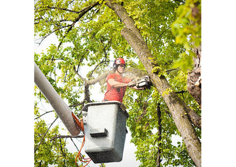 MTJ Tree Removal LLC | Tree Service