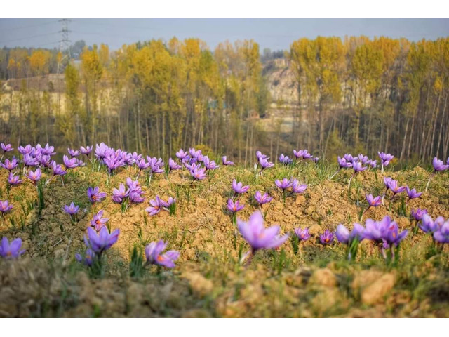 SAFFRON QUALITY BY REGION SAFFRON QUALITY BY REGION