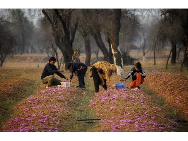 We produce premium saffron, for 7 generations We produce premium saffron, for 7 generations