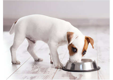 Why Fresh Meals for Dogs Are the Key to Better Health