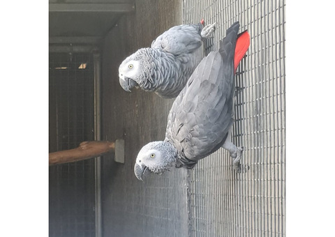 African Grey Parrots Male and Female