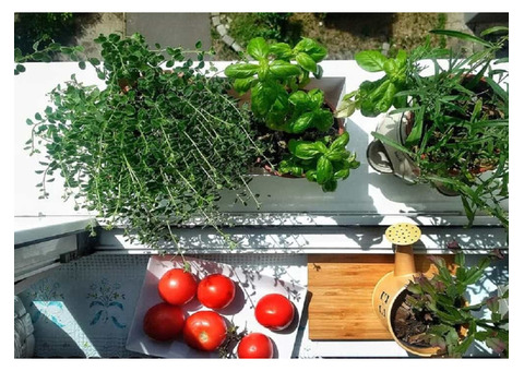 Best Vegetable Gardening Ideas in Rajasthan – Grow Fresh at Home!