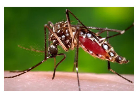 Mosquito Pest Control in Amravati