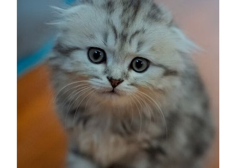 Scottish Fold & Scottish Straight Kittens for Sale in Los Angeles