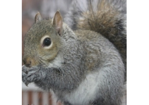 Professional Squirrel Control in Morris County, NJ