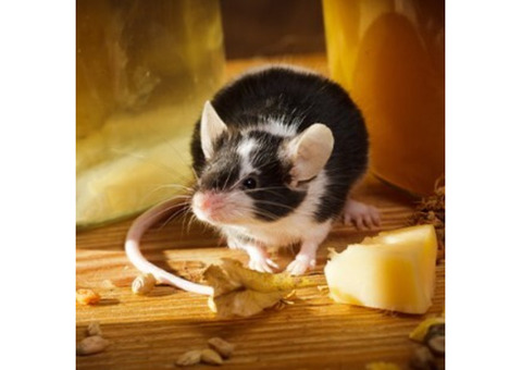 Effective Mouse Extermination Services in NJ