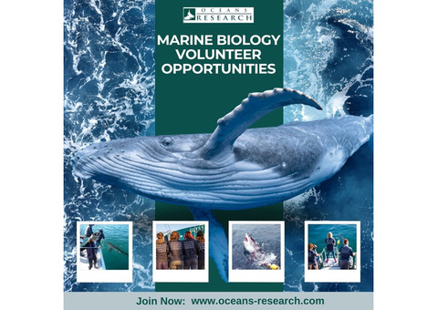Marine Biology Volunteer Opportunities