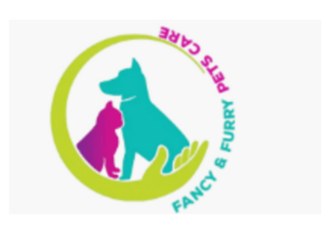 Best Cat Boarding Dubai – Luxury Care for Your Feline
