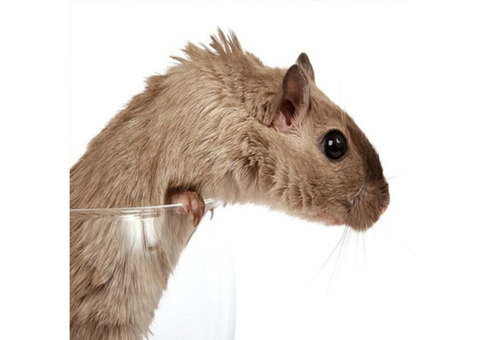 Expert Rodent Removal in NJ