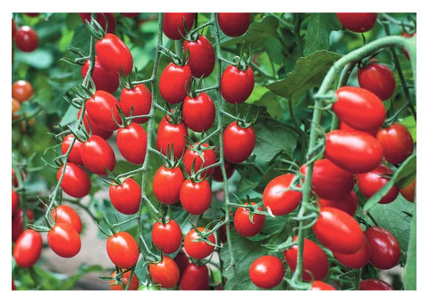 Find best tomato seeds in India Ahmedabad | Hyland Hybrid Seeds
