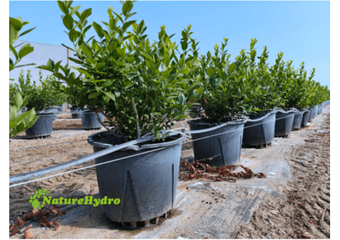 Berry Grow Pots Wholesale