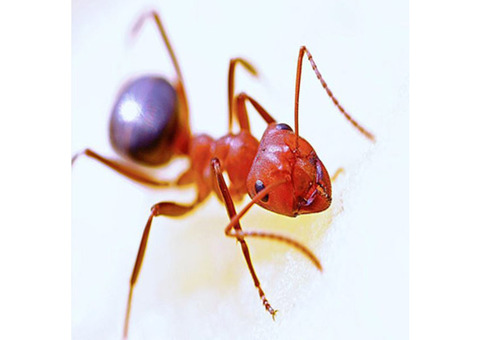 Expert Ant Removal Services in Essex County, NJ