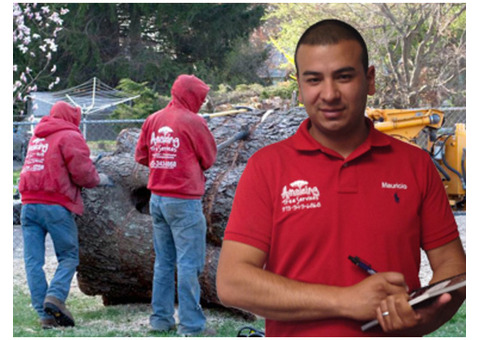 Trusted Tree Services in Morris County, NJ