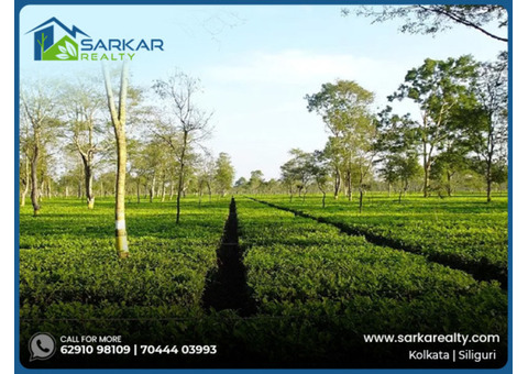 Tea Garden for Sale – Breathe Deep, Live Dreamy!