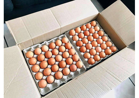 Quality Brown & White Table Eggs for Exportation