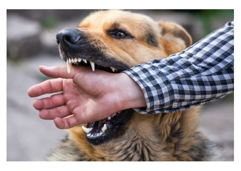 Abogado De Lesiones Por Mordedura De Perro