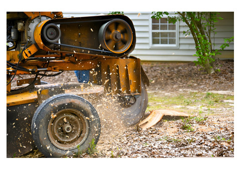 Tree Stump Removal Calgary - Evergreen Ltd