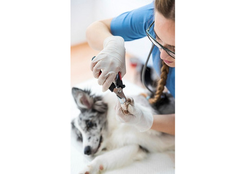 Same-Day Dog Nail Trimming Service Fort Worth TX