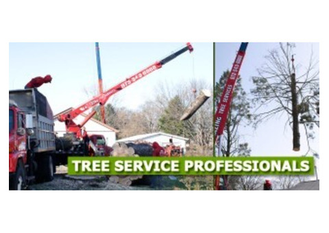Professional Tree Lopping Services in New Jersey