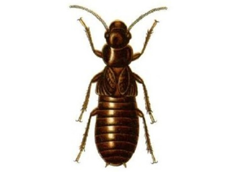 Professional Termite Removal Services in New Jersey