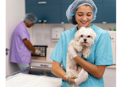 Emergency Vet Mississauga – Immediate Help for Your Pet