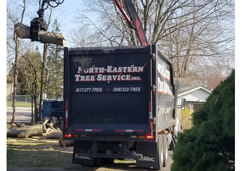 Safe and Reliable Northeastern Tree Services