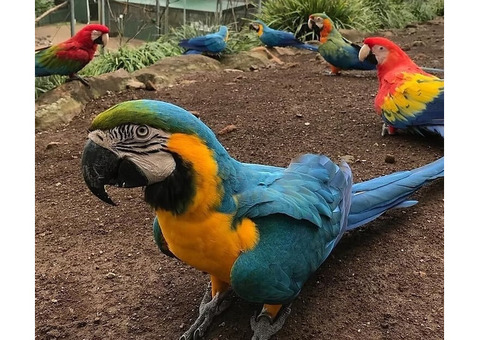Excellent Parrots for Sale
