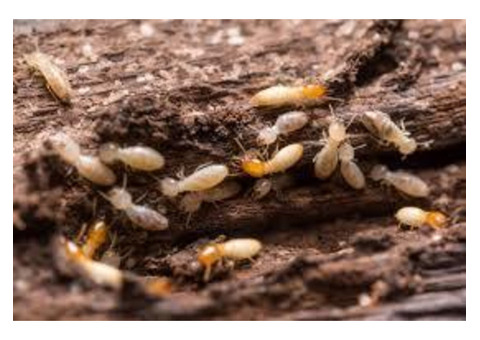 Termite Pest Control Near Me