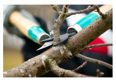 Reliable Tree Services for Homes & Businesses