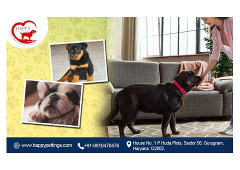 HappyPettings | NCR’s Best Home for Dogs