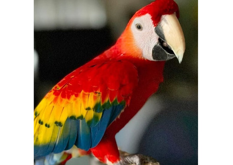 Exotic Parrots for Sale