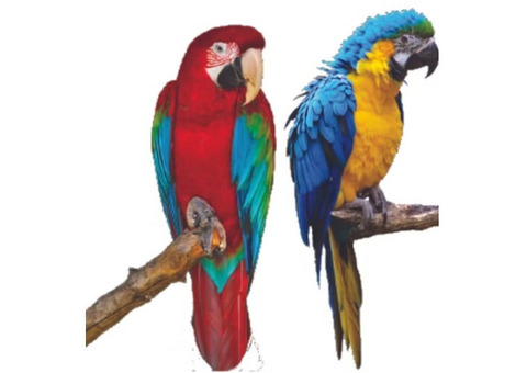 Cheap Parrots for Sale