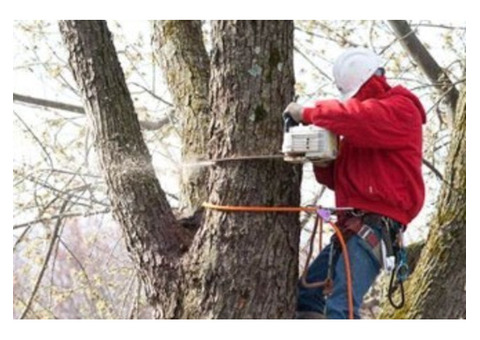 Professional Tree Removal Service in NJ