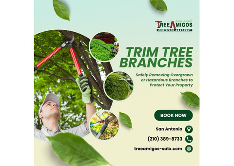 Trim Tree Branches in San Antonio