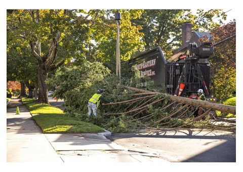 Expert Tree Care in Cranston – North Eastern Tree Service