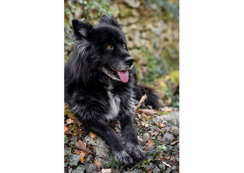 Adorable Long-Haired German Shepherd Mix Puppies