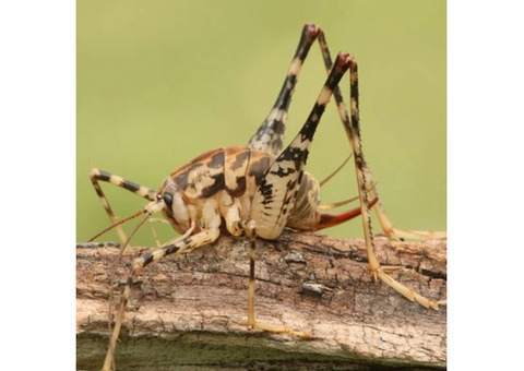 Cave Cricket Removal in Union County, NJ