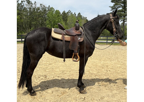 Beautiful Purebred Friesian gelding