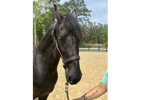 Friesian gelding