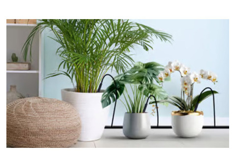 Keep Your Garden Green with an Irrigation System in Andhra Pradesh