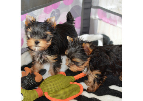 TEACUP YORKIE PUPPIES FOR ADOPTION