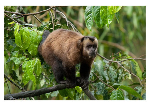 Step Into Nature’s Masterpiece – Manu National Park Peru Awaits